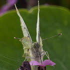 Small white