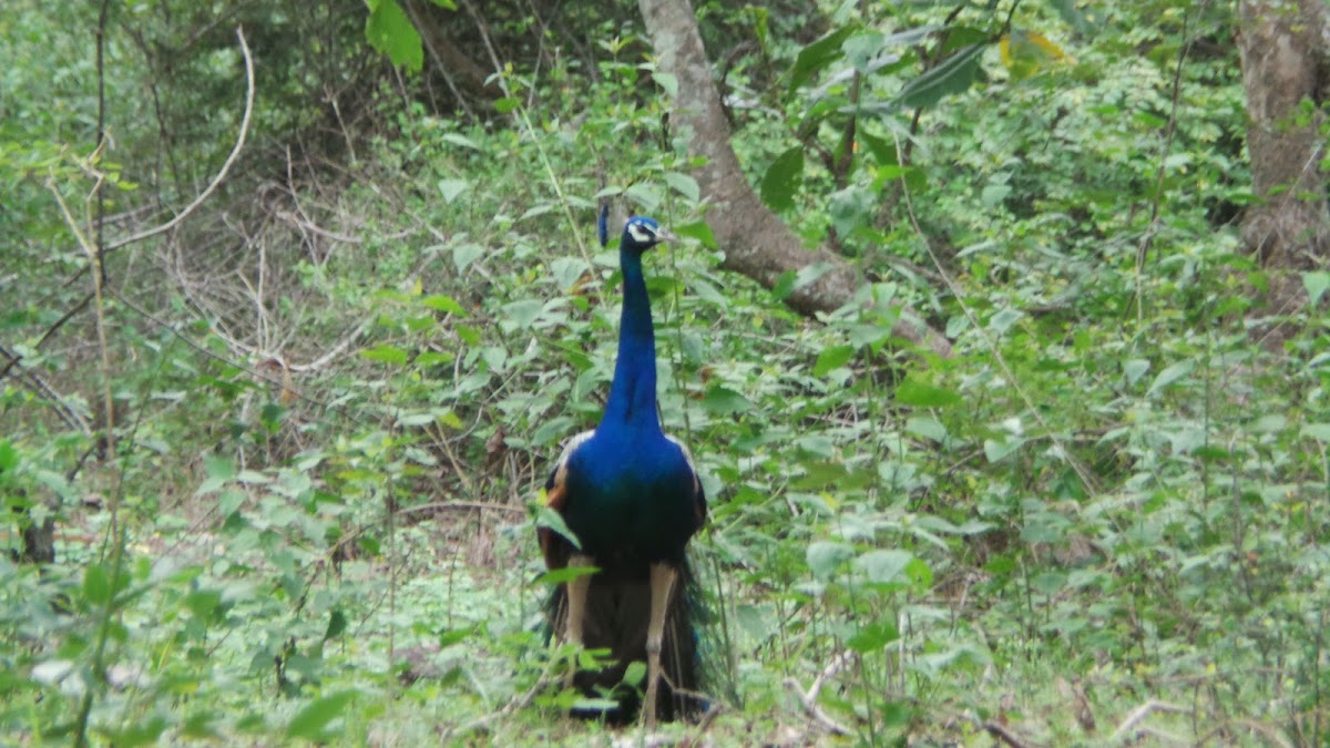 Peacock