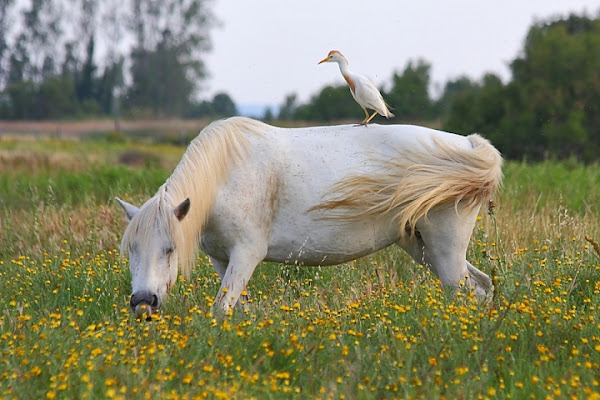 Cavallo e Cavaliere di Alessandro Remorini