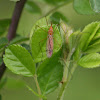 Tiger Crane Fly