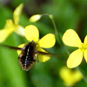 bee fly