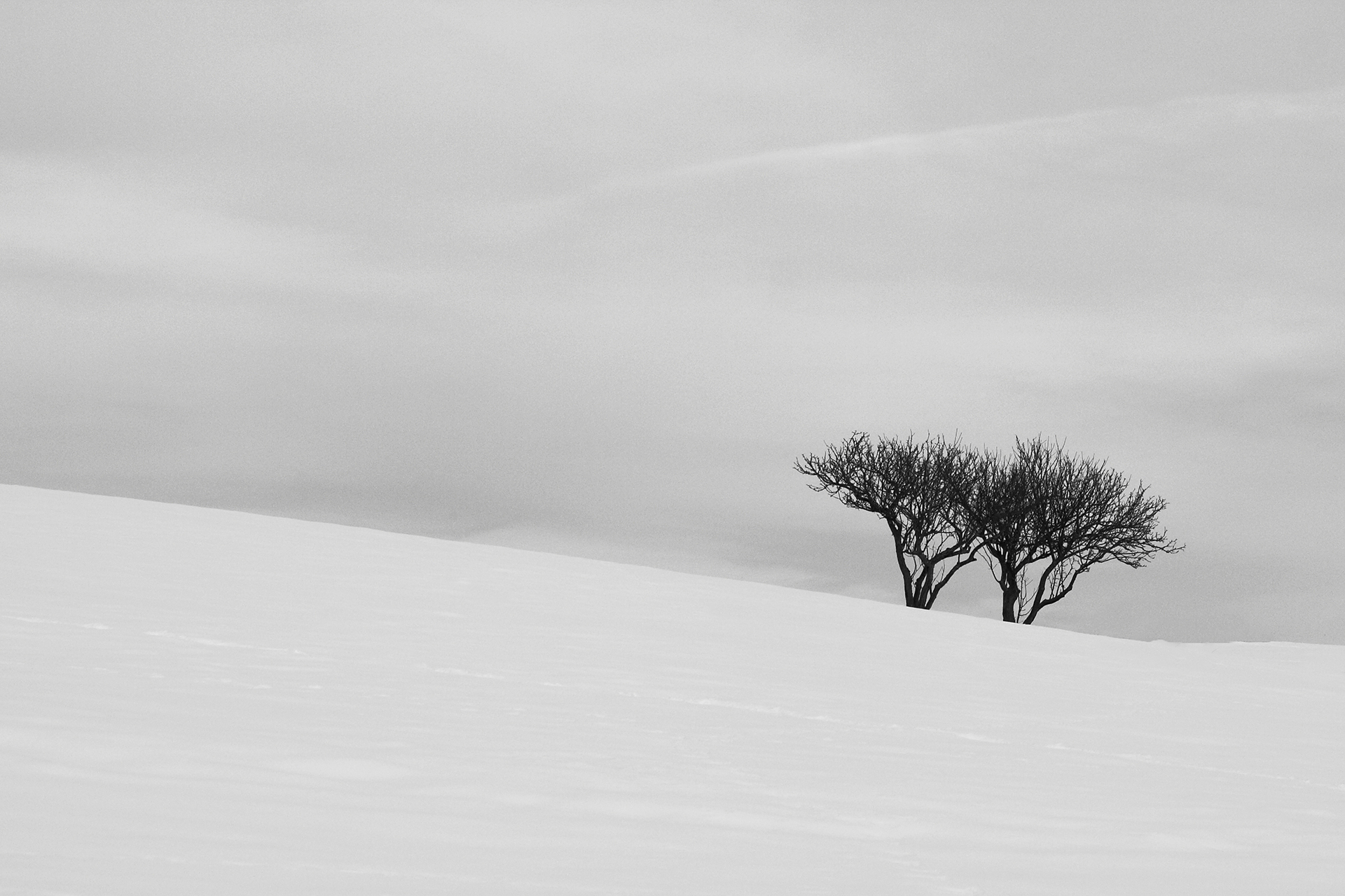 i due alberi di rino_savastano