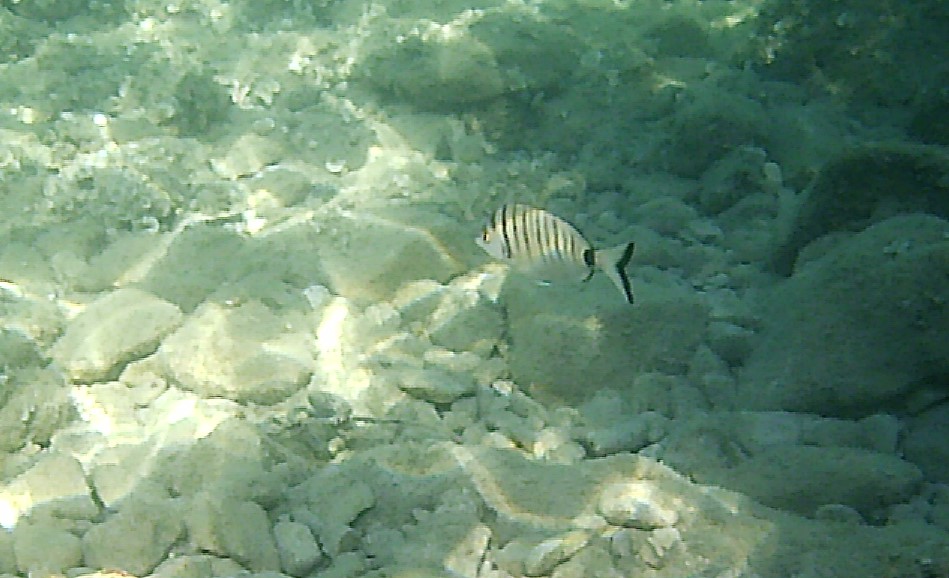 Sharpsnout Seabream