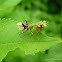 Acontista multicolor Mantis
