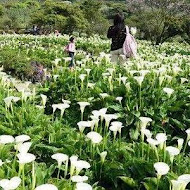 【竹子湖】苗榜花園餐廳