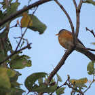 American Robin