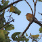 American Robin