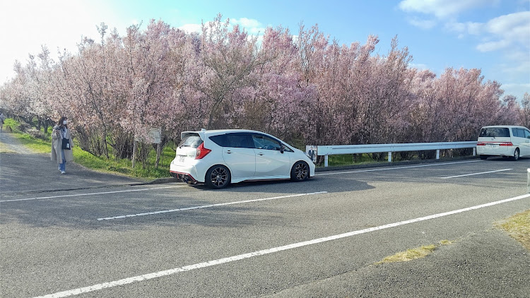 ノートの桜と愛車・桜とコラボ・ドライブに関するカスタム事例の投稿画像6枚目