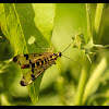 Scorpion Fly