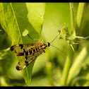 Scorpion Fly