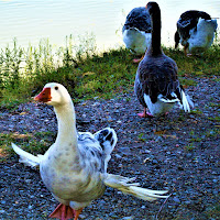 Vai via! Il lago è il mio terreno! di 