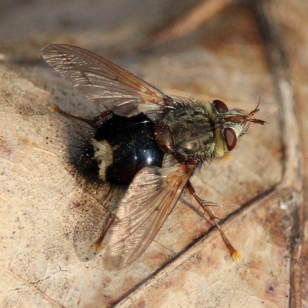 Tachinid Fly