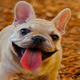 French Bulldogs HD Wallpaper Dog Theme