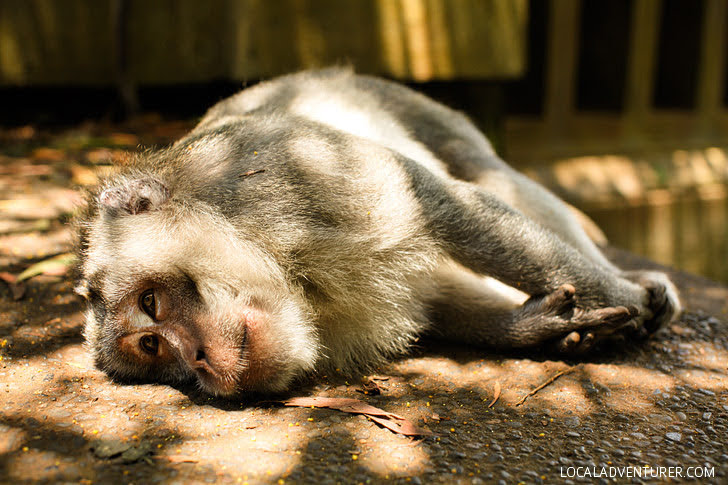 Monkey Temple Bali.