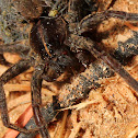 Carolina wolf spider