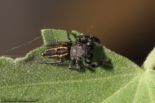 Jumping Spider