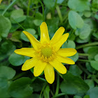 Lesser celandine