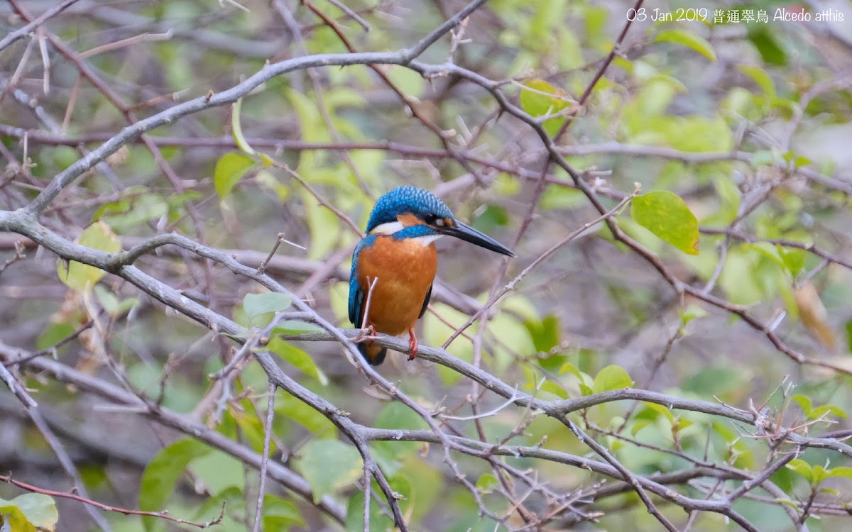 Alcedo atthis 普通翠鳥