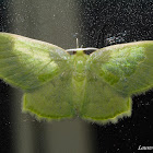 Emerald Moth