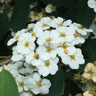 Spiraea