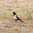 Magpie