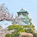 Cherry Blossom Tree