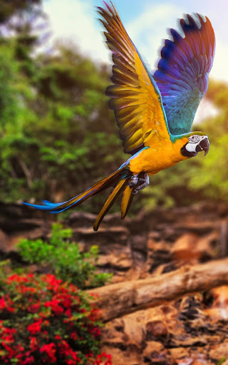 Animals HD Live Wallpaper