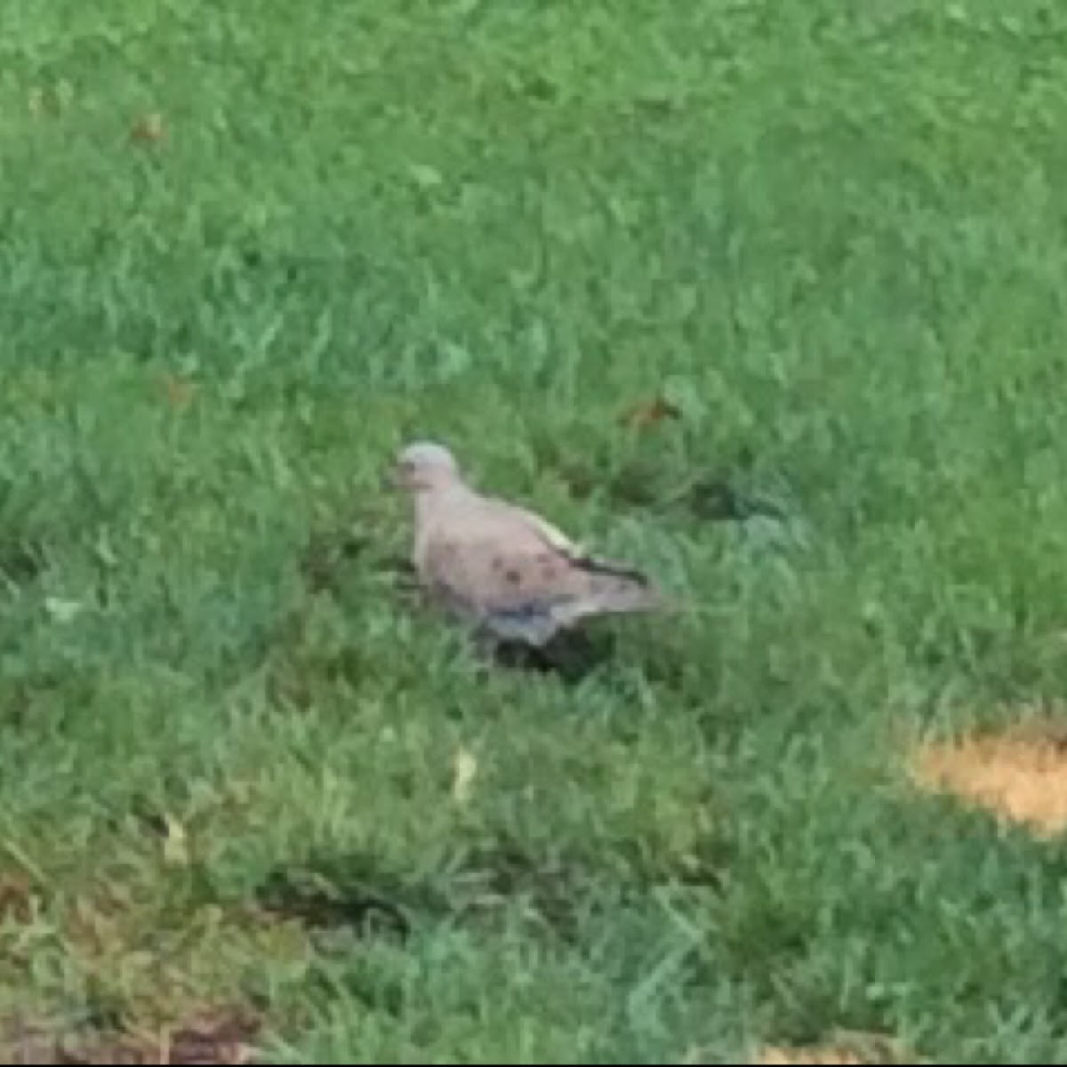 Mourning Dove