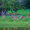 Ceylon spotted deer / Sri Lankan axis deer