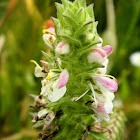 Mediterranean lineseed (Λευκή Μπάρτσια)