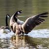 Canada goose