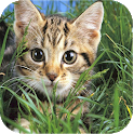 Cute Cats Live Wallpapers icon