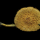 Scaly Tangerine Mushroom