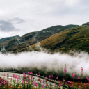 Which road and flowers