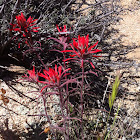 Desert Indian Paintbrush