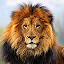 Lion Wallpapers FullHD New Tab