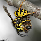 Western Yellowjacket