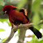 Brazilian Tanager