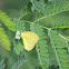 Yellow Orange Tip