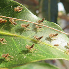 Mango Hopper exuviae