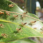 Mango Hopper exuviae