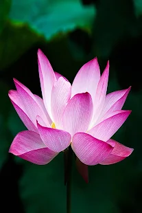 Lotus Live Wallpaper Android Apps On Google Play