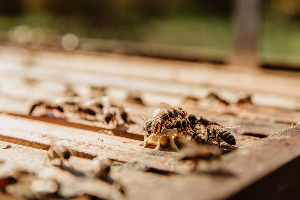 black and brown bee on brown wooden surface during daytime