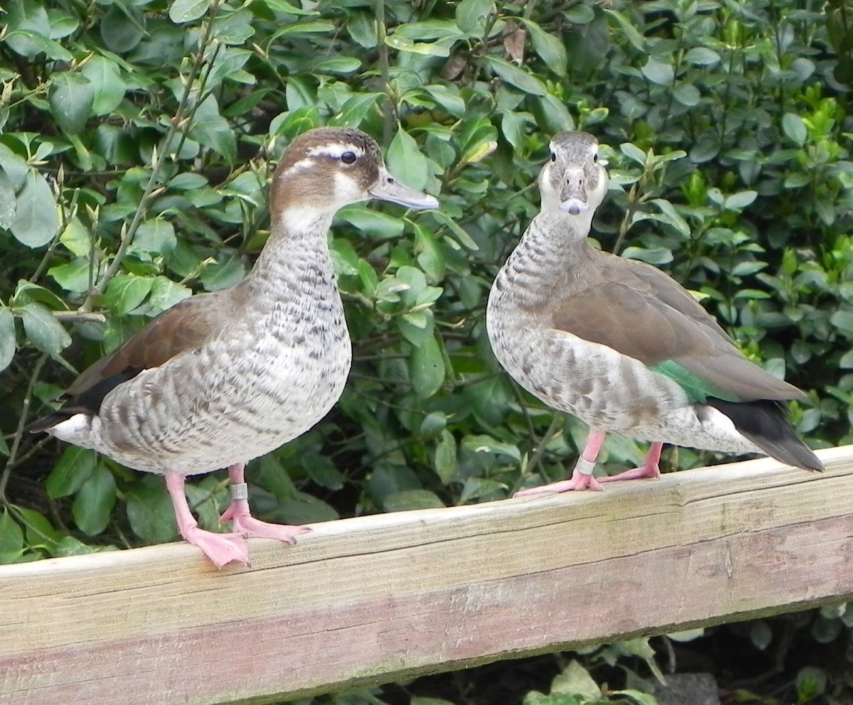 Ringed Teal