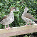 Ringed Teal