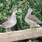 Ringed Teal