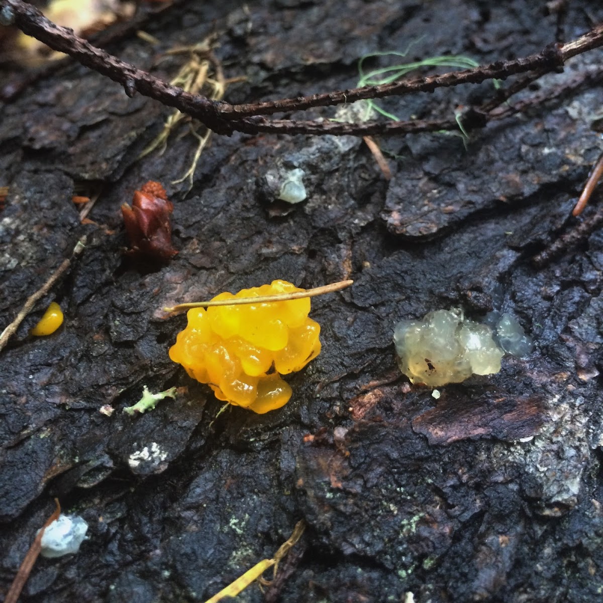 Witches' Butter