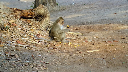 Monkey Morning in Cambodia 2016