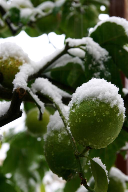 Neve su limoni di caser