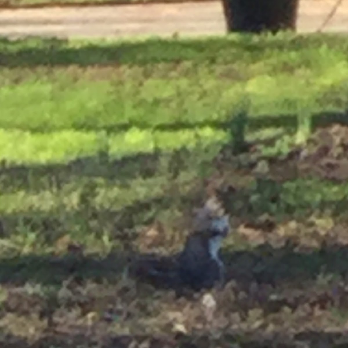 Eastern Gray Squirrel